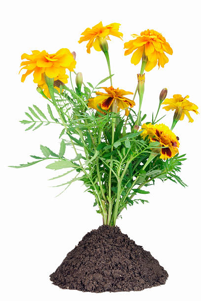 istock Orange  French Marigold bush on bed 160120619