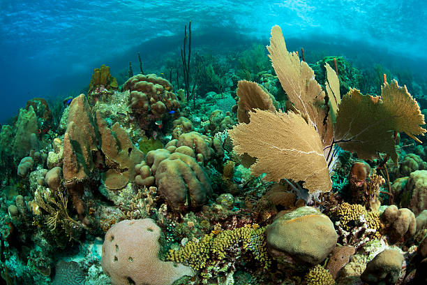 istock Common Sea Fan and other corals 160120649