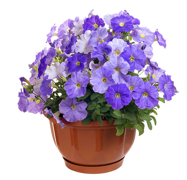 istock violet petunia in  the flowerpot 160121576
