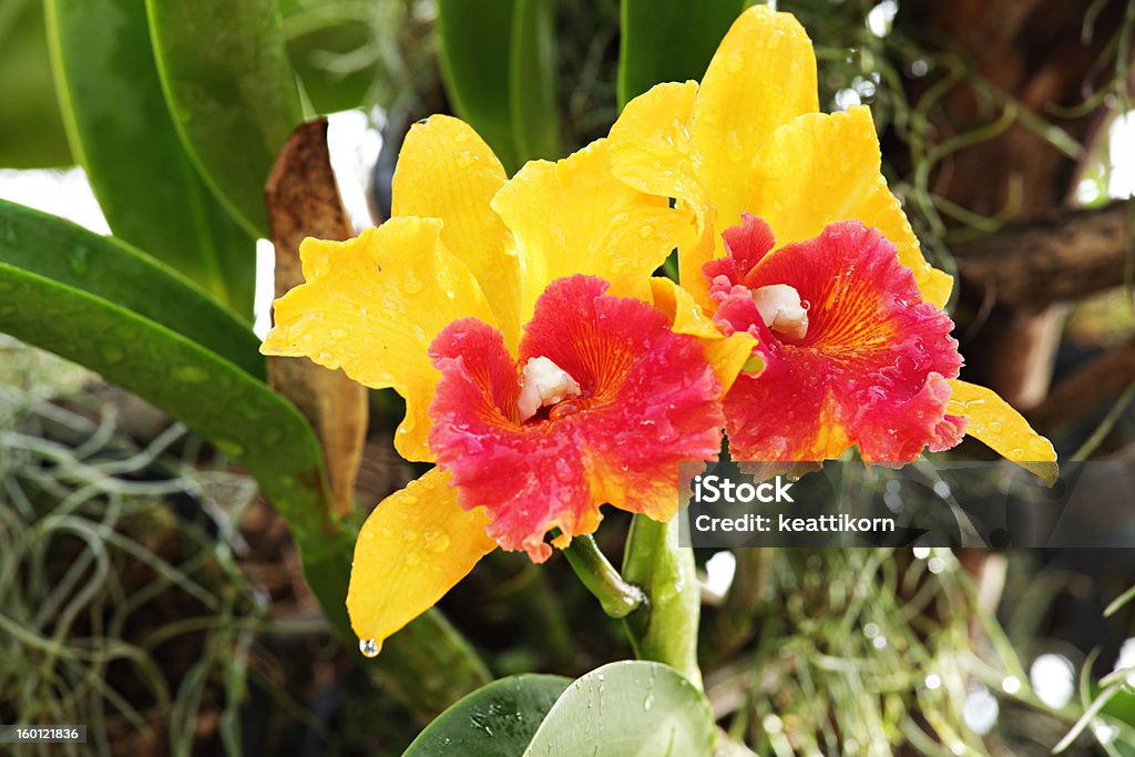 Orange Orchid Beauty In Nature Stock Photo