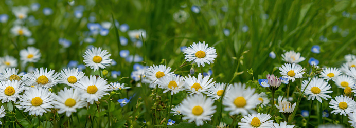 field of white daisies and blue flowers