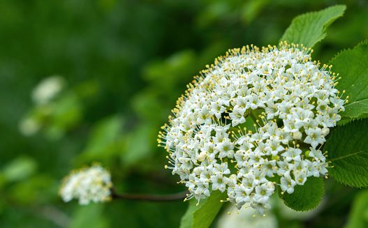 white flower cluster with green background