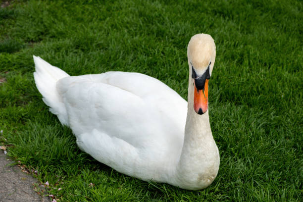 istock white swan on grassy lawn with concrete path 1601222229