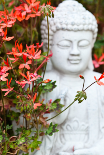 Small defocussed statue of the Buddha with sharp focus on geraniums in front