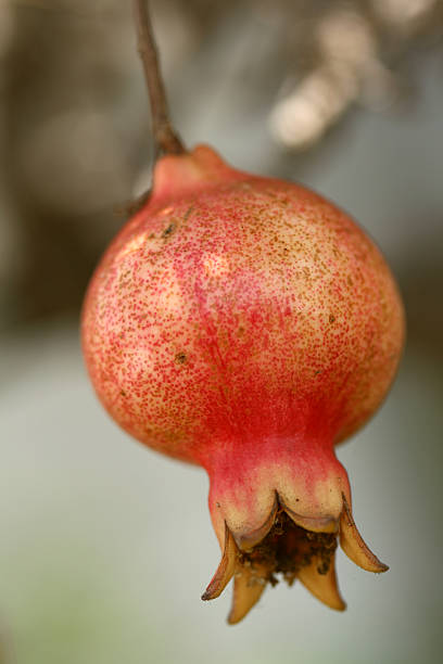 promegranate frutas - fressness fotografías e imágenes de stock