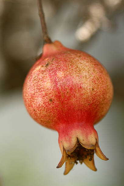 promegranate フルーツ - fressness ストックフォトと画像