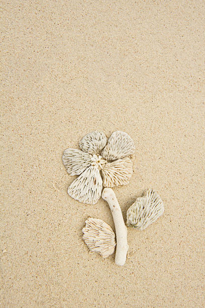 Sea flower stock photo