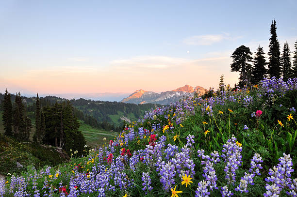 istock Wildflowers and tatoosh mountain range at sunset 160122398