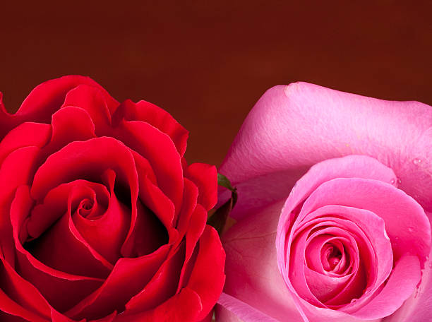 Zwei Rosen – Foto