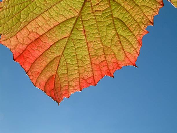 autumn vine stock photo