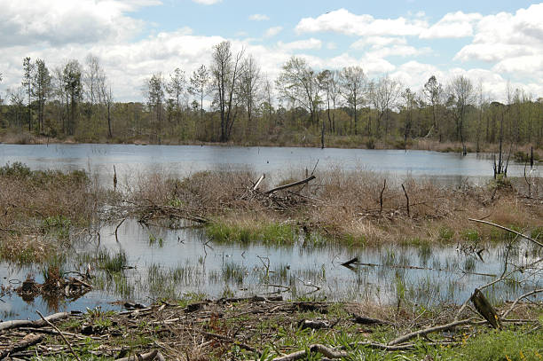 istock Georgia swampland 160122795