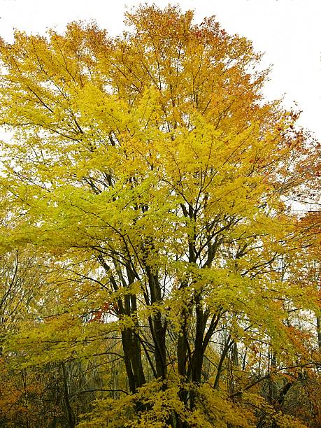 Fall Tree stock photo