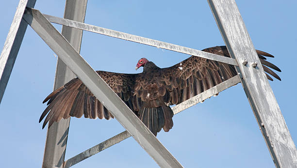 Turkey Vulture Wing Spread stock photo