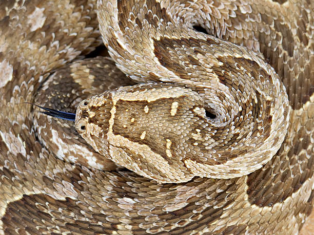 Puff adder Close-up of a curled up puff adder (Bitis arietans) snake puff adder bitis arietans stock pictures, royalty-free photos & images