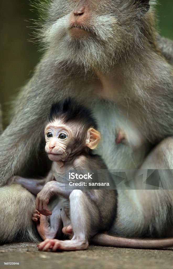 Familia de monos - Foto de stock de Animal libre de derechos