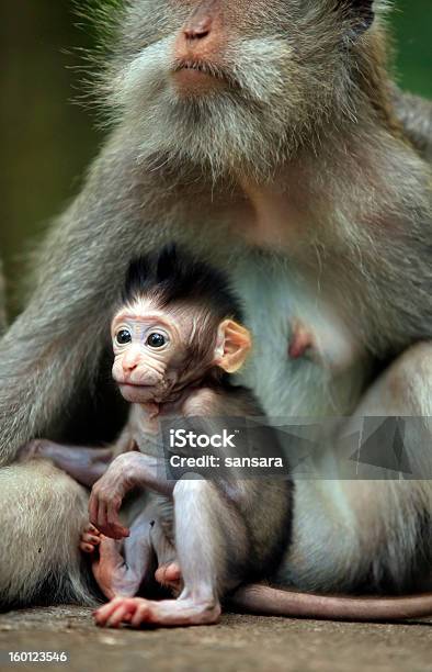 Família De Macacos - Fotografias de stock e mais imagens de Animal - Animal, Animal Cativo, Animal em via de extinção