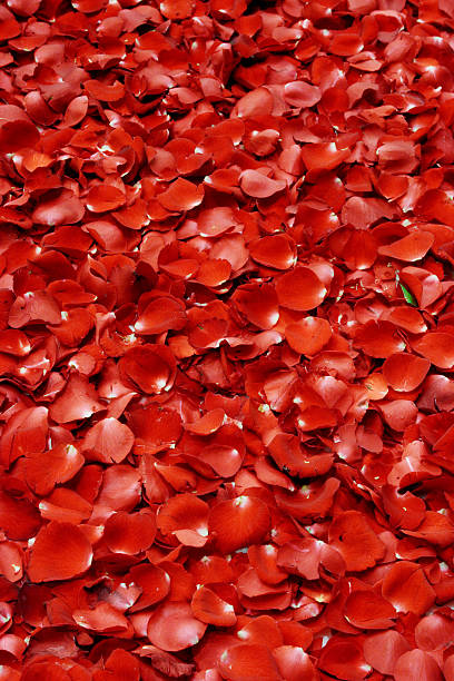 rose petal stock photo