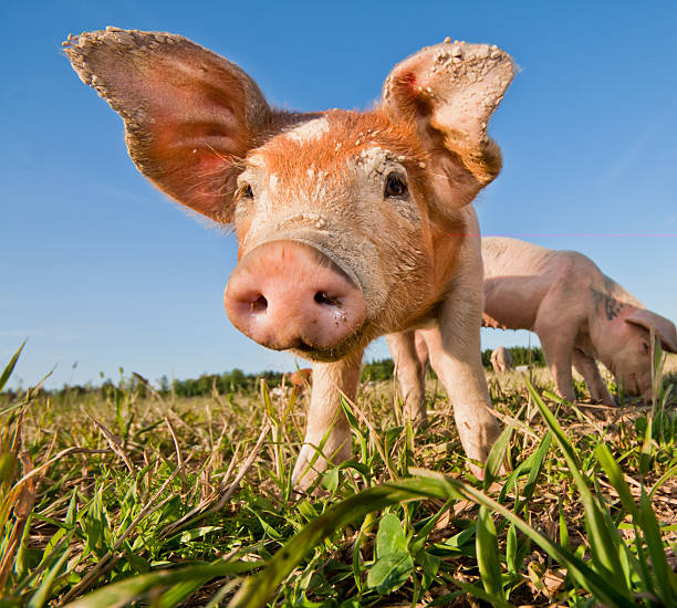Baby pig stock photo