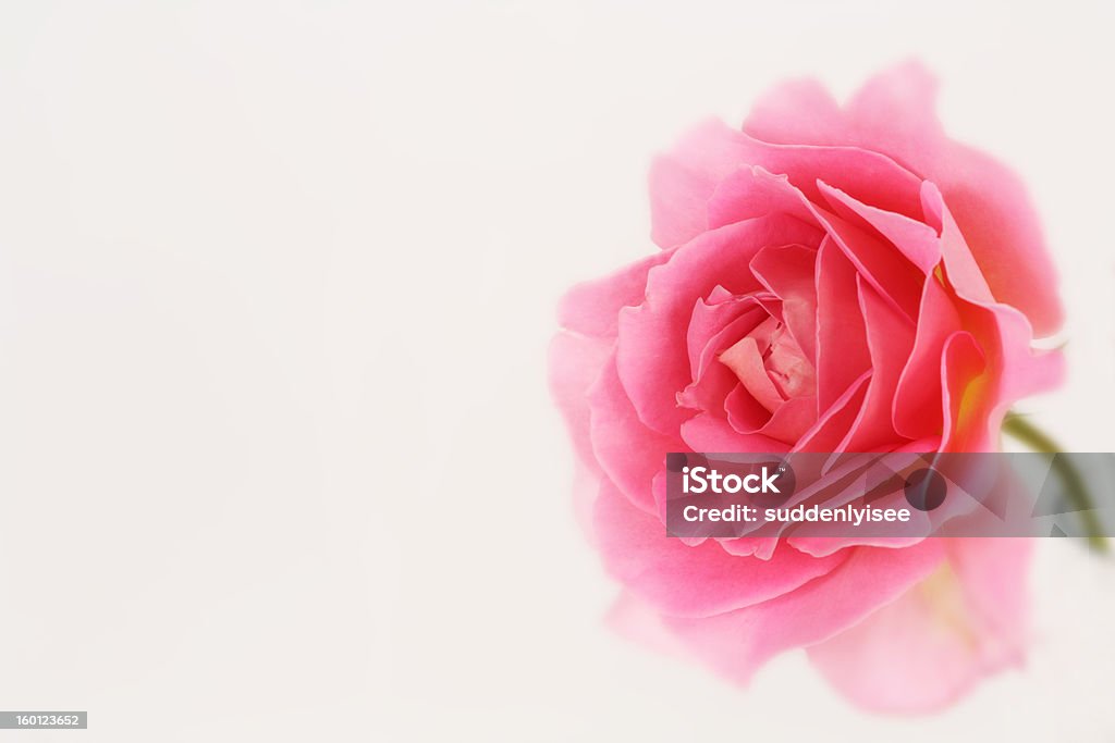 Rosas cor-de-rosa - Foto de stock de Amor royalty-free