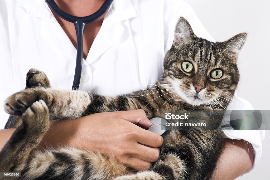 Closeup of a cat getting checked by doctor Closeup of a cat getting checked by doctor with stethoscope Adult Stock Photo