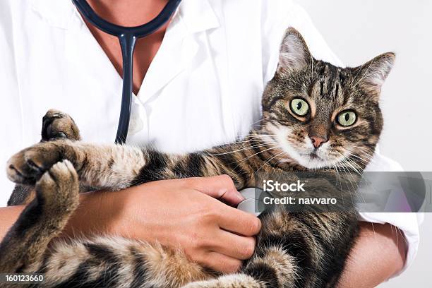 Closeup Of A Cat Getting Checked By Doctor Stock Photo - Download Image Now - Adult, Animal, Beauty