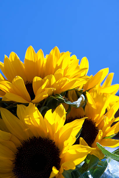 Sunflower stock photo