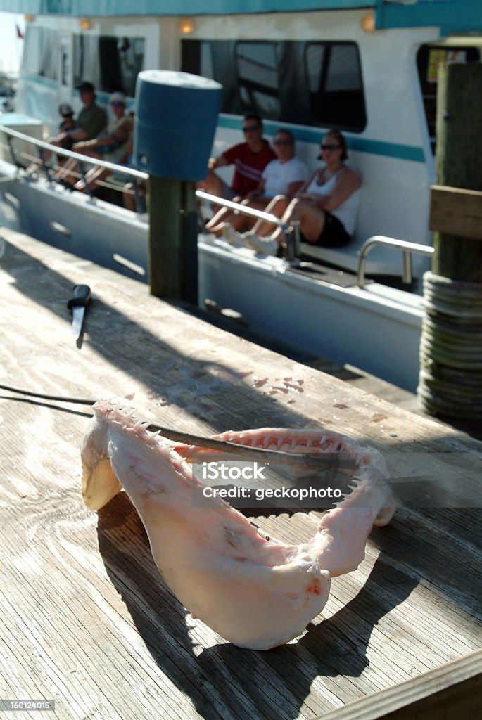 Tubarão mandíbulas no convés. - Royalty-free Afiado Foto de stock