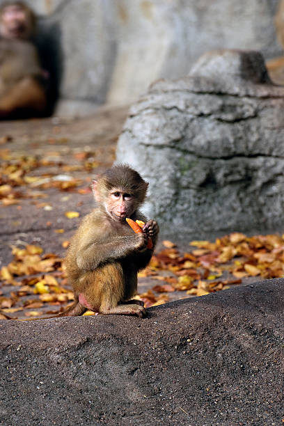 Baby Monkey stock photo