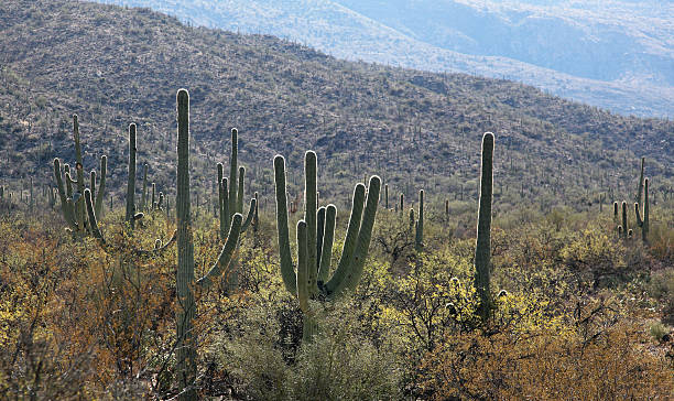 istock Douglas Spring Trail in Saguaro National Park 160124329