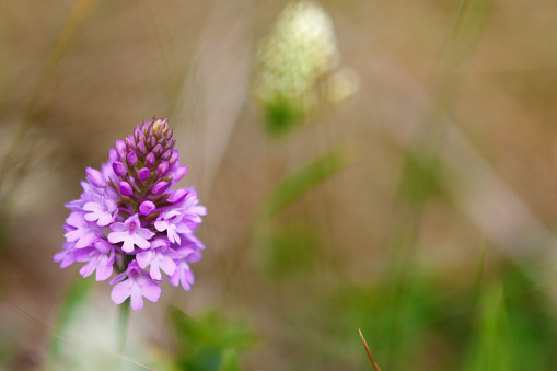 The Pyramidal Orchid (Anacamptis pyramidalis) is a small orchid that lives up to its name - its pink flower spike forms a pyramidal shape. It grows on chalk grassland, coastal sand dune habitats, scrubland, roadside verges, old quarries and railway embankments. It flowers in June and July, its densely packed flower spike holding up to 100 flowers. It attracts a range of butterflies and moths which pollinate the flowers.This orchid was discovered on the North Norfolk Coastline in the Norfolk Area of National Beauty (AONB) at Holkham Meals, the Nature Reserve alongside Holkham Beach, Holkham Hall, on the North Norfolk Coast.