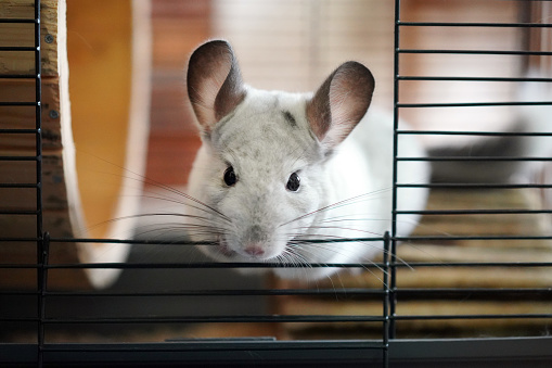 Cute Chinchilla Playing Around in the Cage
