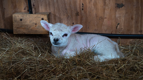 Lamb laying in the hay in a stable.