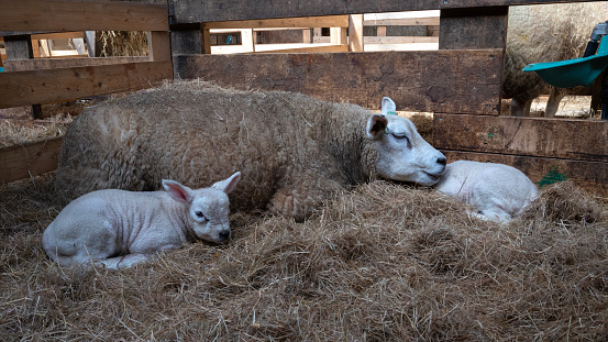 Lambs laying next to their mother in a stable.