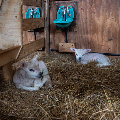 Lambs laying in the hay in a stable.