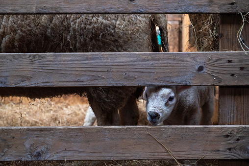 Lamb peeking through the fence.