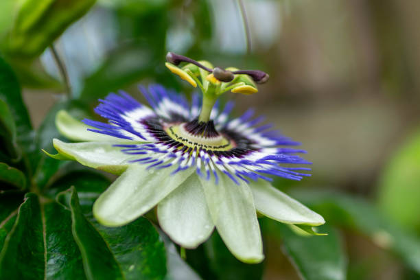 closeup flower of a passion flower, passiflora stock photo