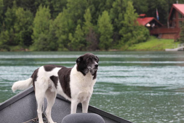 istock Kai The Fishing Dog 1601295439