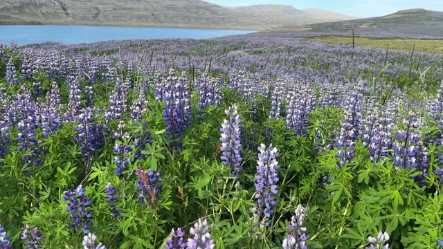Large field of purple lupine wildflowers blowing lightly in the wind. Westfjords, Iceland in summer