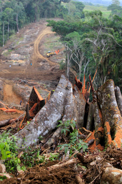 istock Deforestation in Altantica forest area 1601322615
