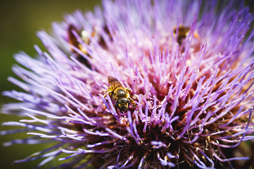 Close-up of artichoke (Cynara scolymus) plant blossoming purple colored, in the end of june, beginning of july in the vegetable garden with honey bees pollinating.