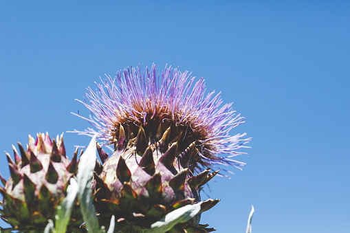 Close-up of artichoke (Cynara scolymus) plant blossoming purple colored, in the end of june, beginning of july in the vegetable garden in a summer sunny day.
