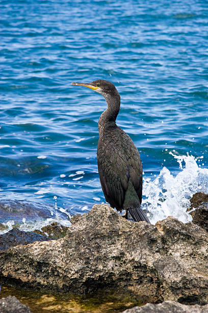 istock Cormorants in Ibiza, Spain 160134402