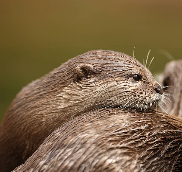 oriental curta clawed lontra - oriental short clawed otter - fotografias e filmes do acervo