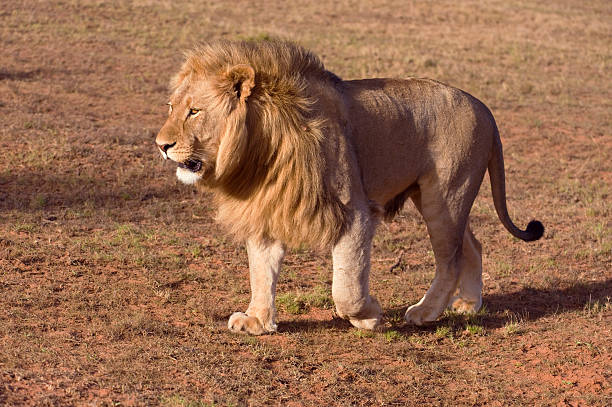 istock Lion of the Desert 160134579
