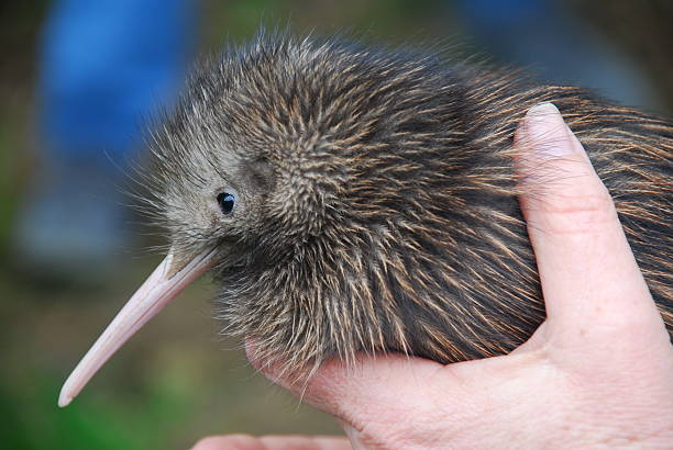 kiwi bruno dell'isola del nord chick - kiwi foto e immagini stock