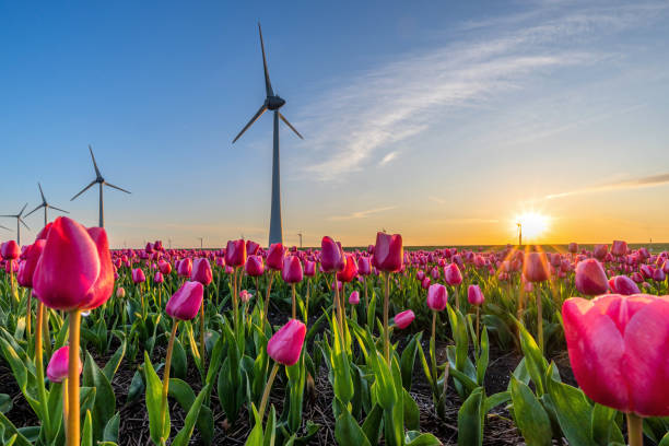 istock tulips variety ‘Tresor’ 1601349747