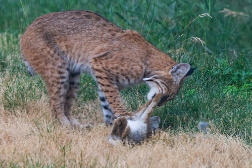 Europe wildlife. Iberian lynx, Lynx pardinus, wild cat endemic Spain in Europe. Rare cat walk in the nature habitat. Canine feline with spot fur coat, evening sunset light. Traveling in Spain.