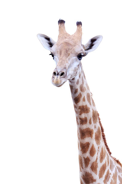 istock Female giraffe neck and head isolated 160135221