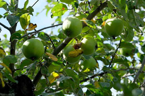 Apples ripen on a branch in the garden on a bright sunny summer day, close-up