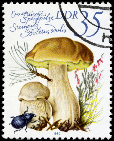 A Stamp printed in GDR shows image of the Boletus edulis, from the series \
